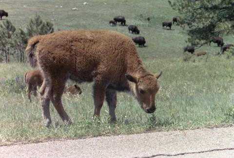 buffbaby.jpg - Black Hills buffalo calf