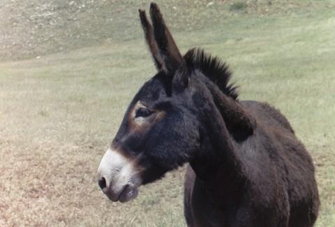 goodside.jpg - Black Hills donkey, his good side.