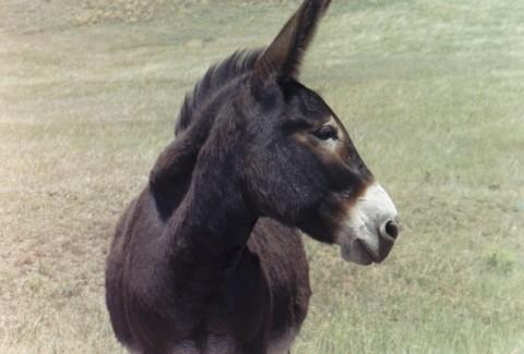 goodside2.jpg - Black Hills donkey, his OTHER good side.