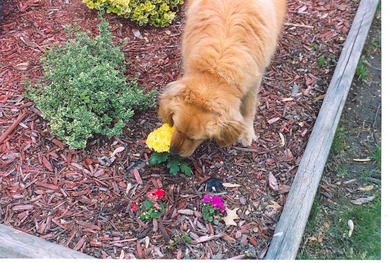 layla1a.jpg - Smelling the flowers, one last time.