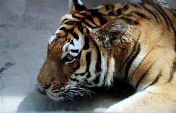 tiger.jpg - Omaha Zoo tiger