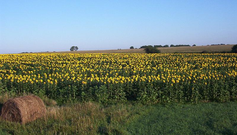 sunflowerfield.jpg